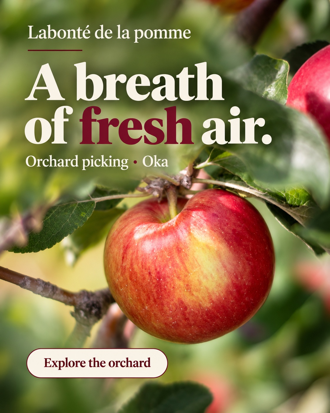 A basket of apples. A breath of fresh air.